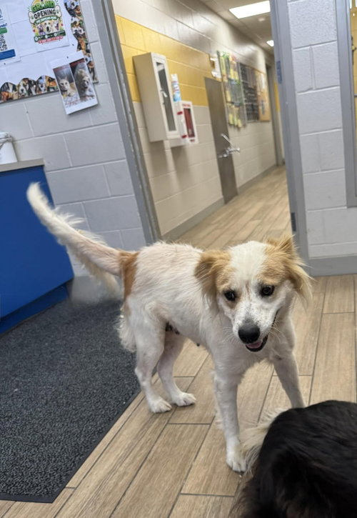 Rosanne, an adoptable Border Collie in Rowlett, TX