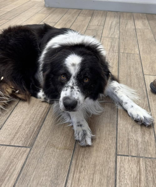 Dan, an adoptable Australian Shepherd in Rowlett, TX