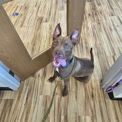 Sabertooth, an adoptable Pit Bull Terrier in Rowlett, TX
