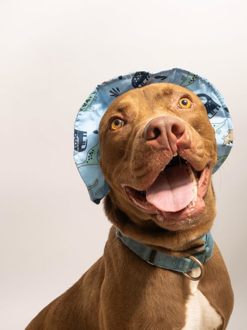 Sabertooth, an adoptable Pit Bull Terrier in Rowlett, TX