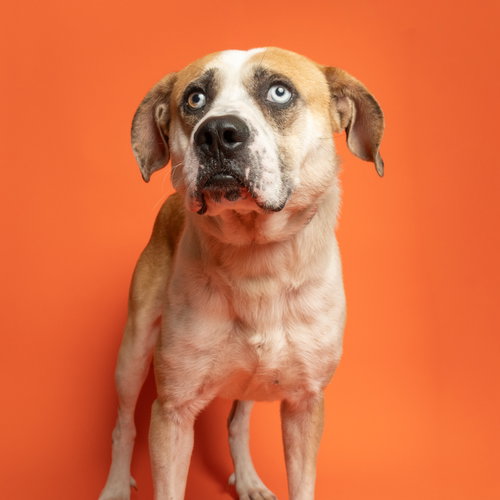 Blue Taki, an adoptable Bull Terrier in Rowlett, TX
