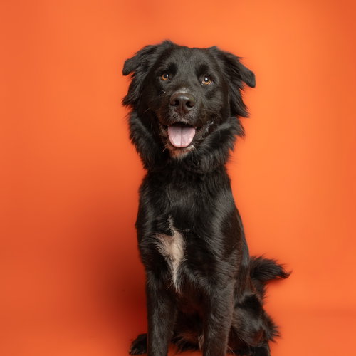 Jynx, an adoptable Labrador Retriever in Rowlett, TX