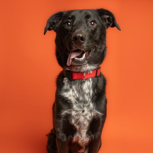 Jasper, an adoptable Labrador Retriever in Rowlett, TX