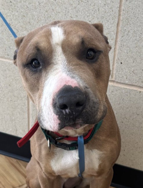 Dante, an adoptable Pit Bull Terrier in Rowlett, TX