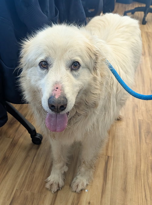 William, an adoptable Great Pyrenees in Rowlett, TX
