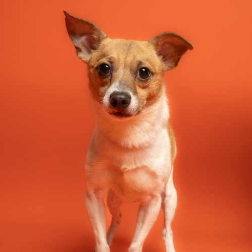 Max, an adoptable Chihuahua in Rowlett, TX