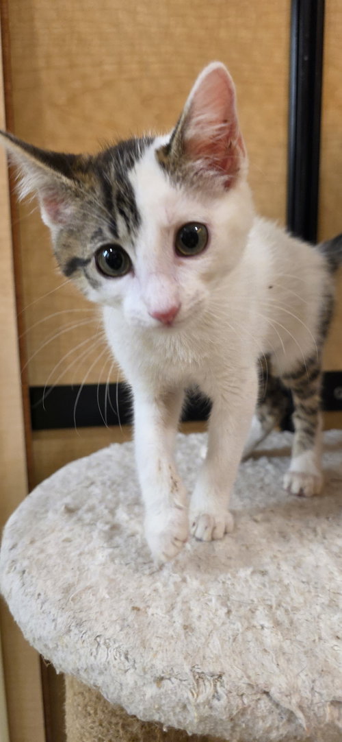DUMPLING - Domestic Short Hair available for adoption
