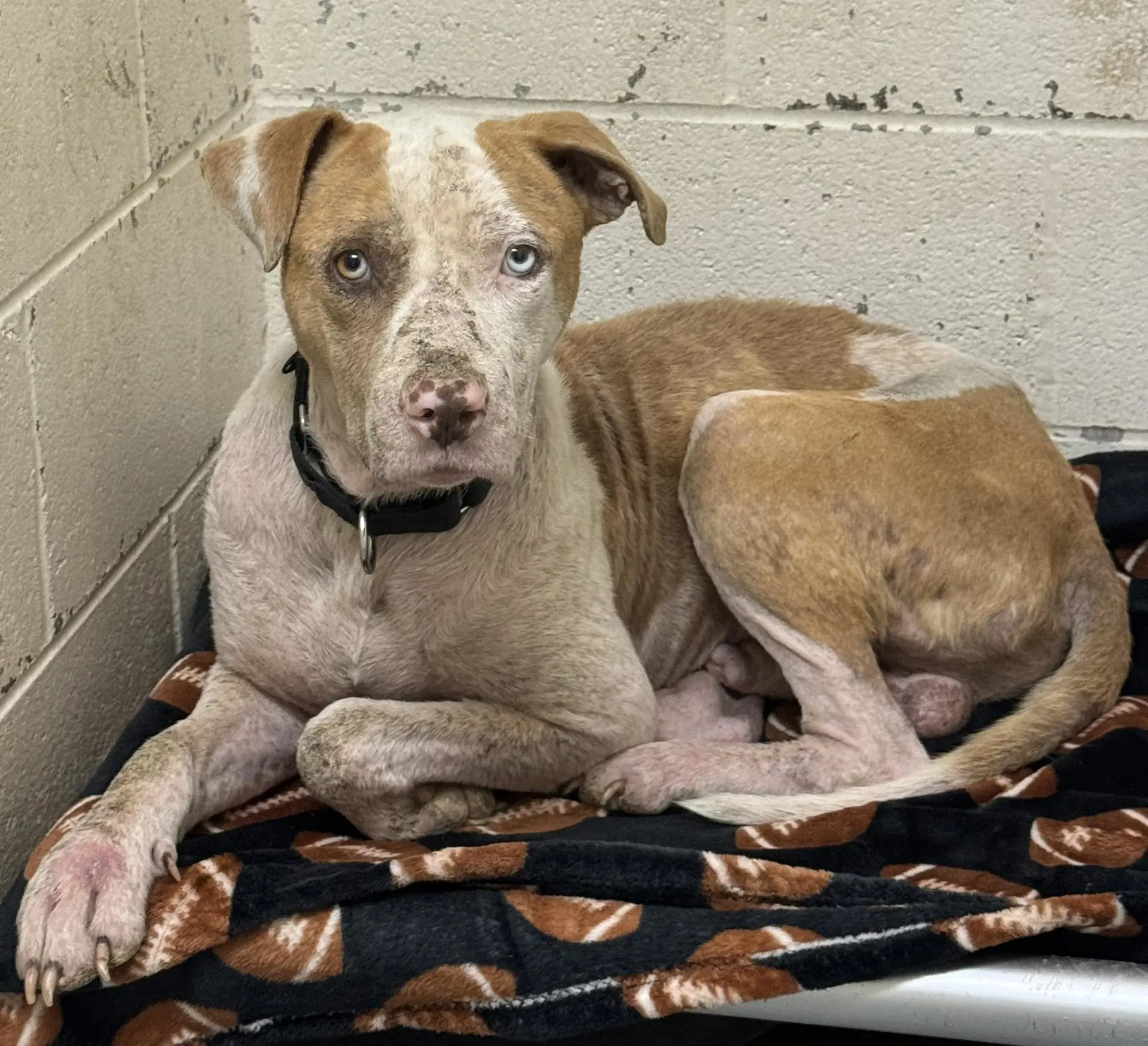 Ozark - Pit Bull Terrier