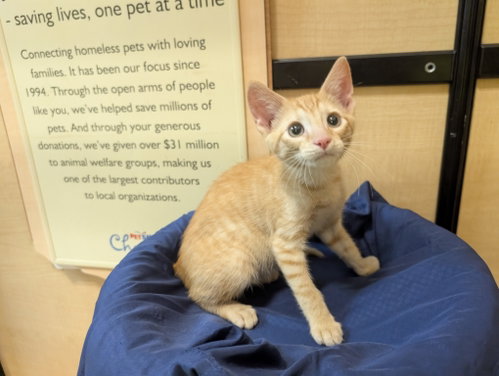 RUDY - Domestic Short Hair available for adoption