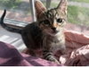 Poppy - Photo 2