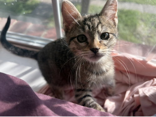 POPPY - Domestic Short Hair available for adoption
