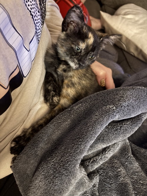 VIVA - Domestic Short Hair available for adoption