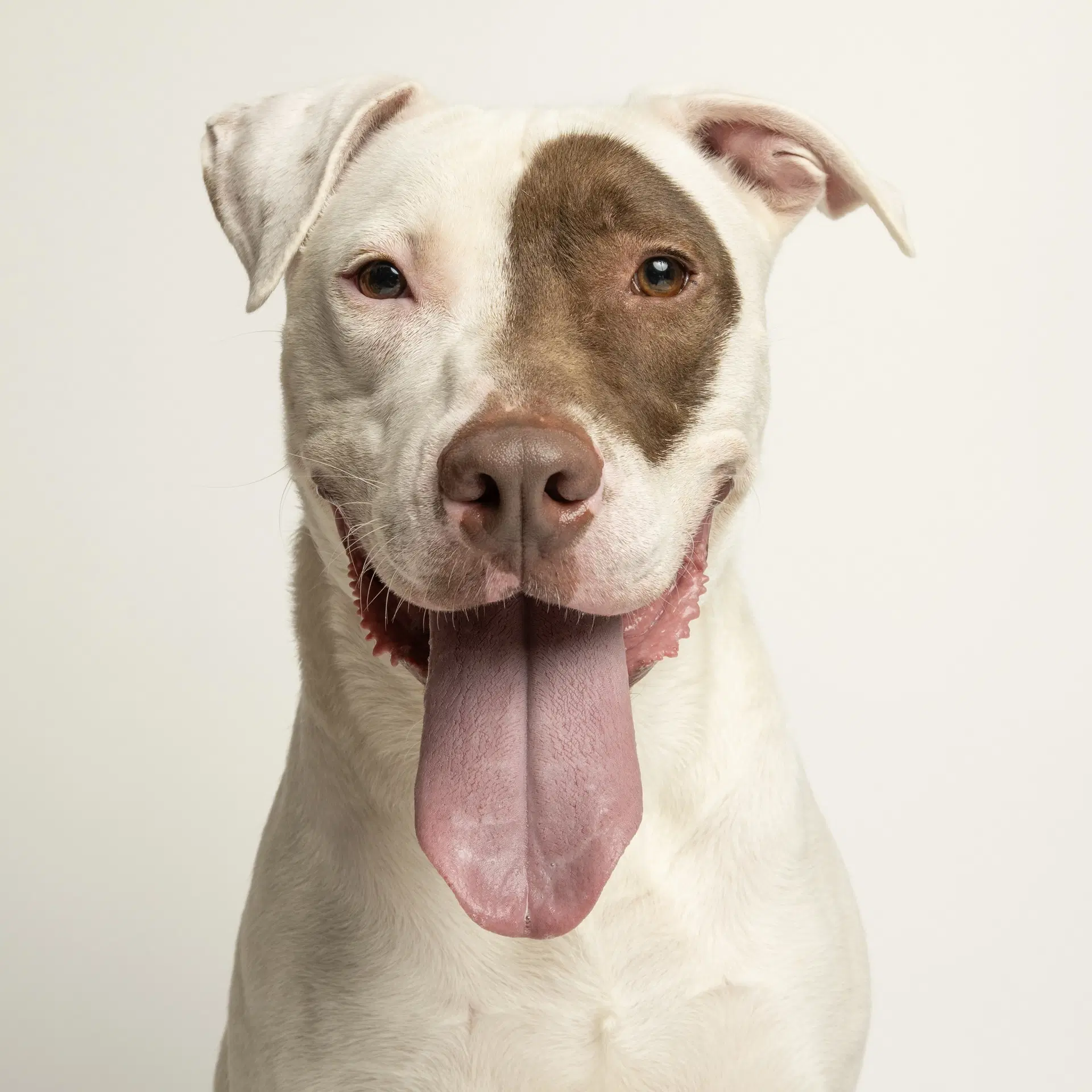 Tucker - Bull Terrier