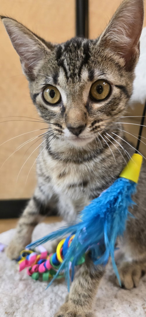 Addie, Baby Domestic Short Hair / Mixed, cat for adoption in Rowlett, Texas