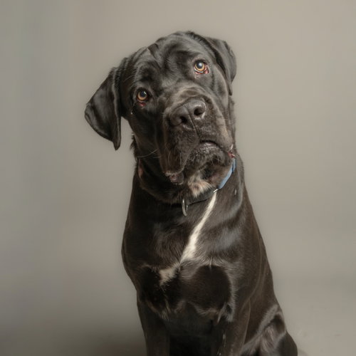 Sirius