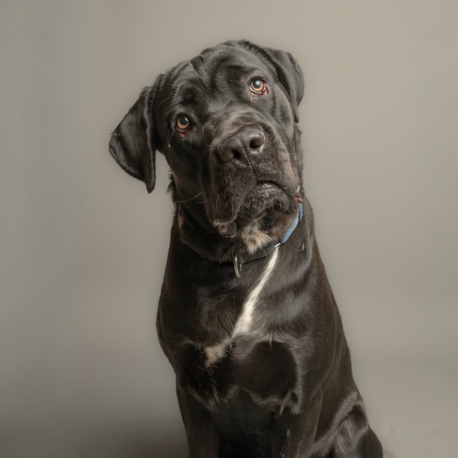 Sirius