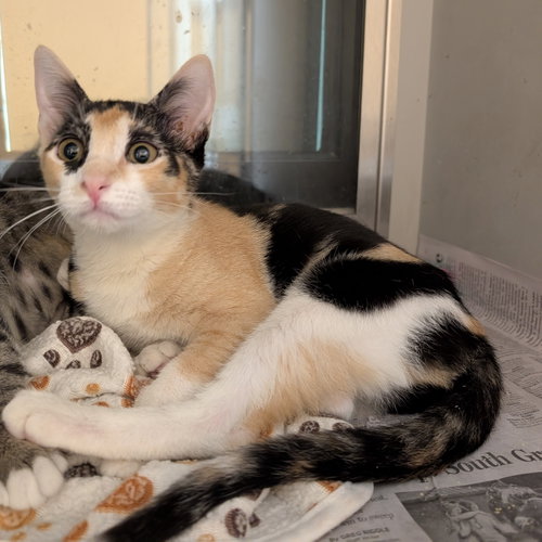 KIARA - Domestic Short Hair available for adoption