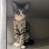 Simba - Photo 1
