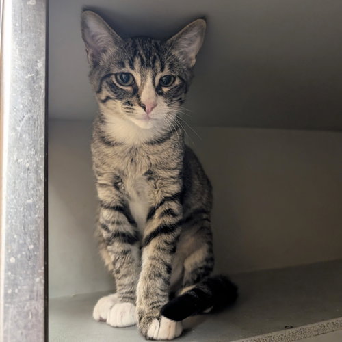SIMBA - Domestic Short Hair available for adoption