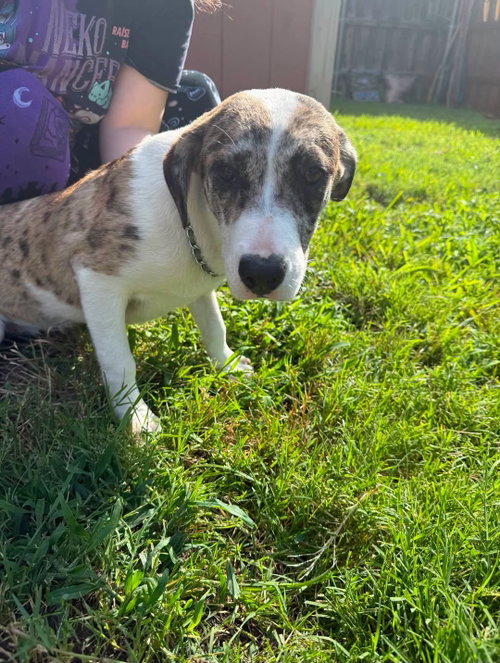 Scooter, an adoptable Hound in Rowlett, TX