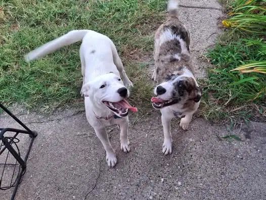 Dash image 2