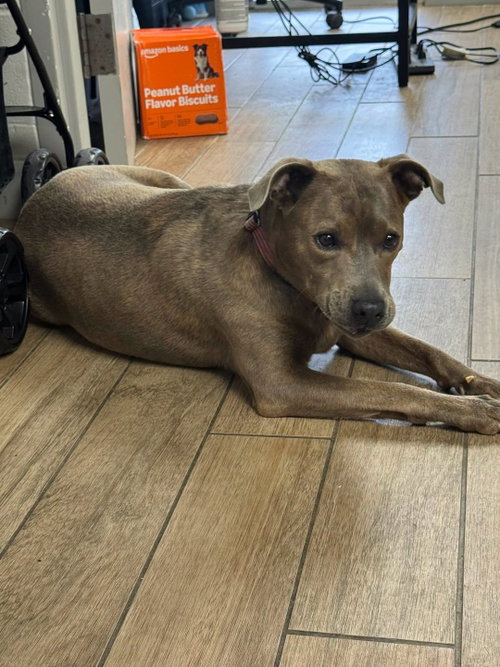 Jemma, an adoptable Staffordshire Bull Terrier in Rowlett, TX