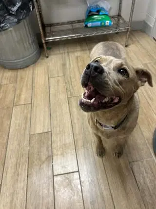 Jemma - Staffordshire Bull Terrier