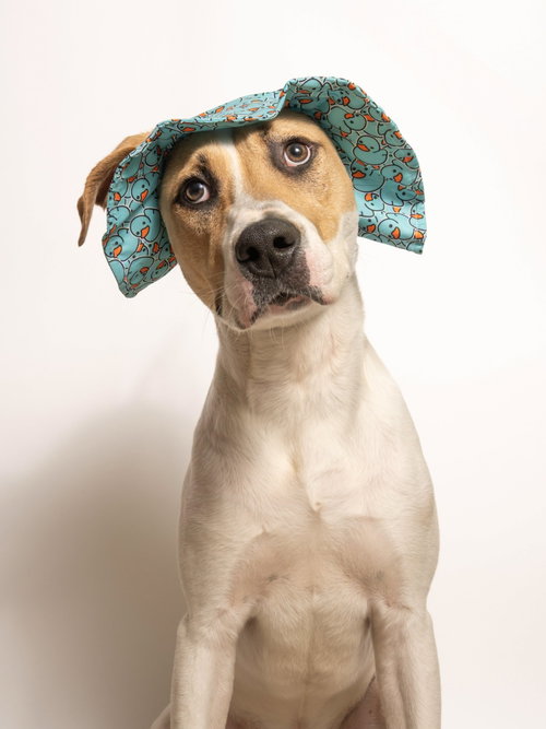 Nyxtyn, an adoptable Anatolian Shepherd in Rowlett, TX
