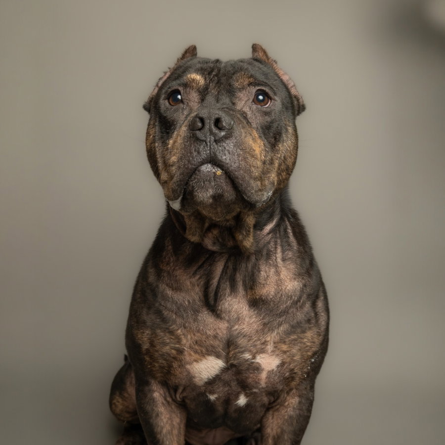 Meatball