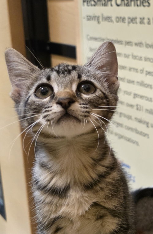 Pepper