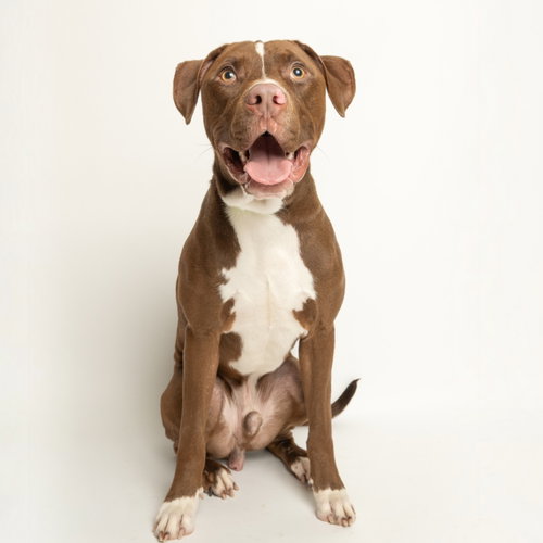 Chips Ahoy, an adoptable Pit Bull Terrier in Rowlett, TX