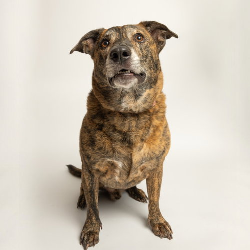 Twix, an adoptable Plott Hound in Rowlett, TX