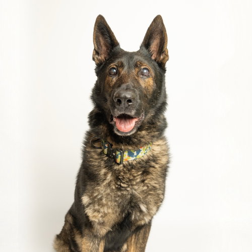 Kobe, an adoptable German Shepherd Dog in Rowlett, TX