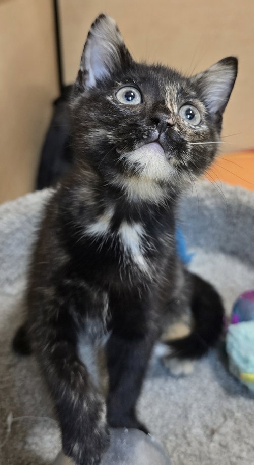 Little Kitty