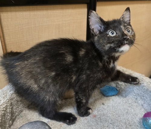 Little Kitty photo 2