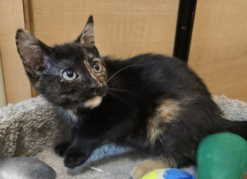 Little Kitty photo 3