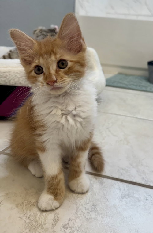 CLEMENT - Domestic Medium Hair available for adoption