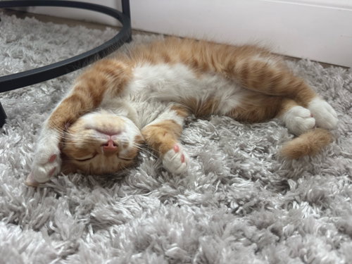 CLEMENT - Domestic Medium Hair available for adoption
