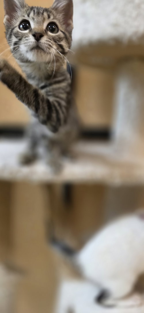 CASHEW - Domestic Short Hair available for adoption