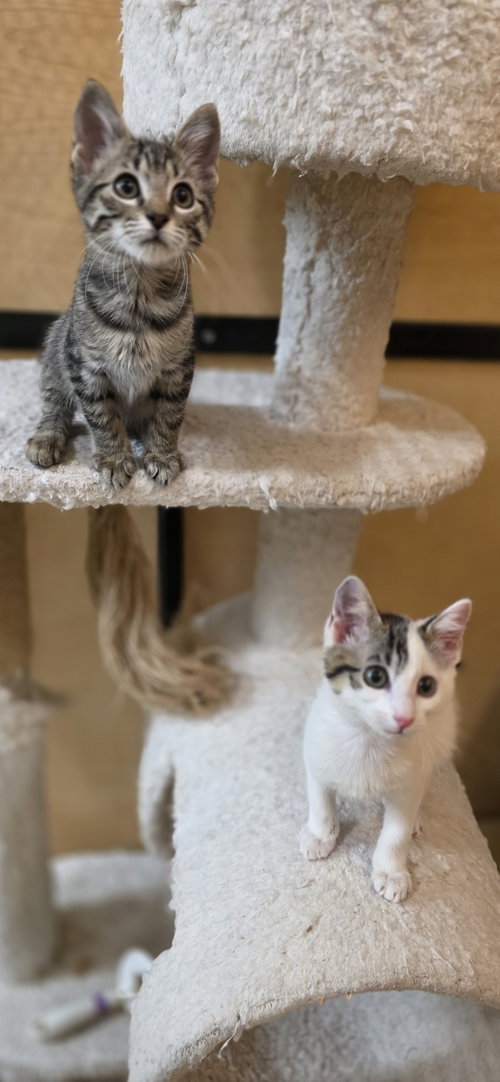 CASHEW - Domestic Short Hair available for adoption