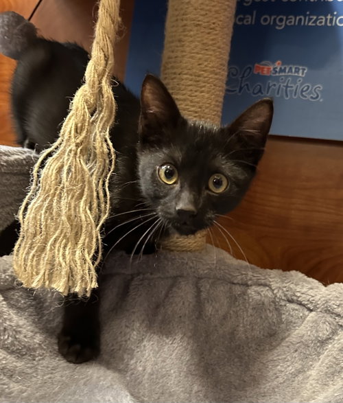 JETT - Domestic Medium Hair available for adoption