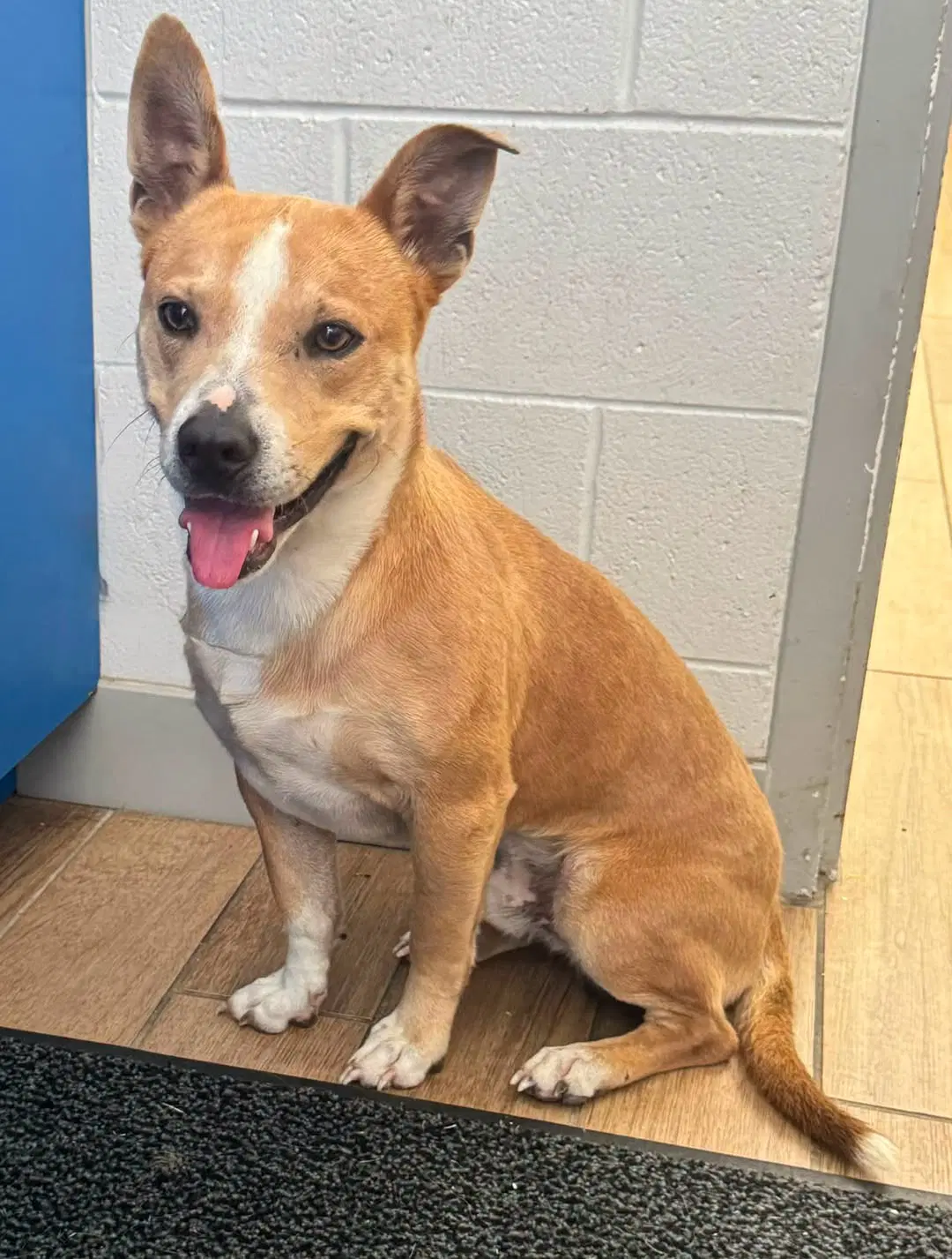 Dutton - Corgi