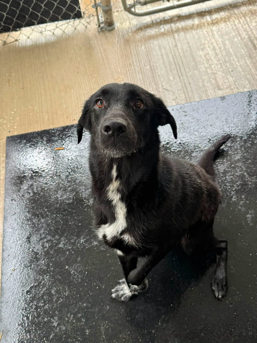 Bosco