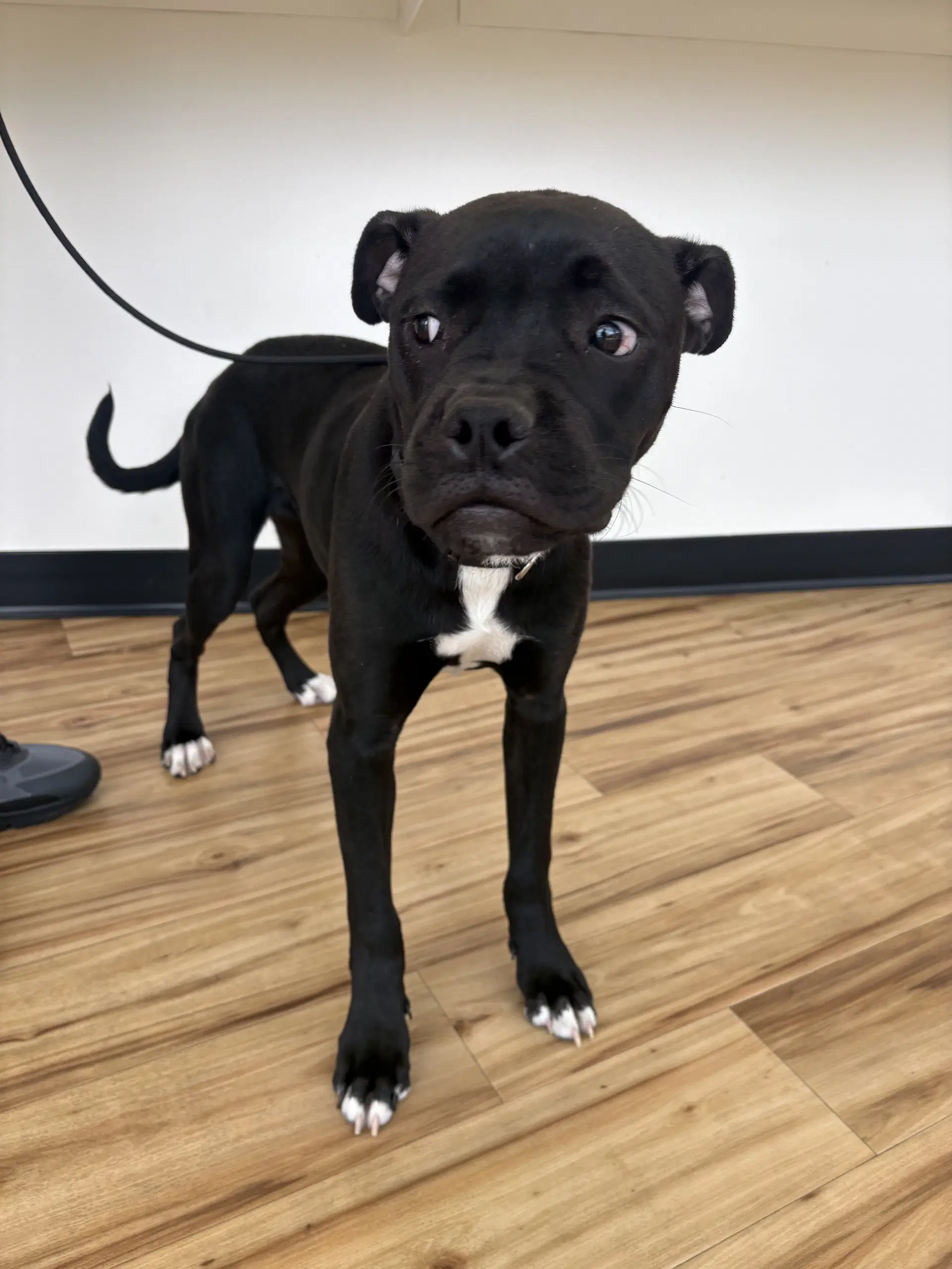 Rouge - Boxer