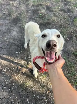 Dulce - Shepherd