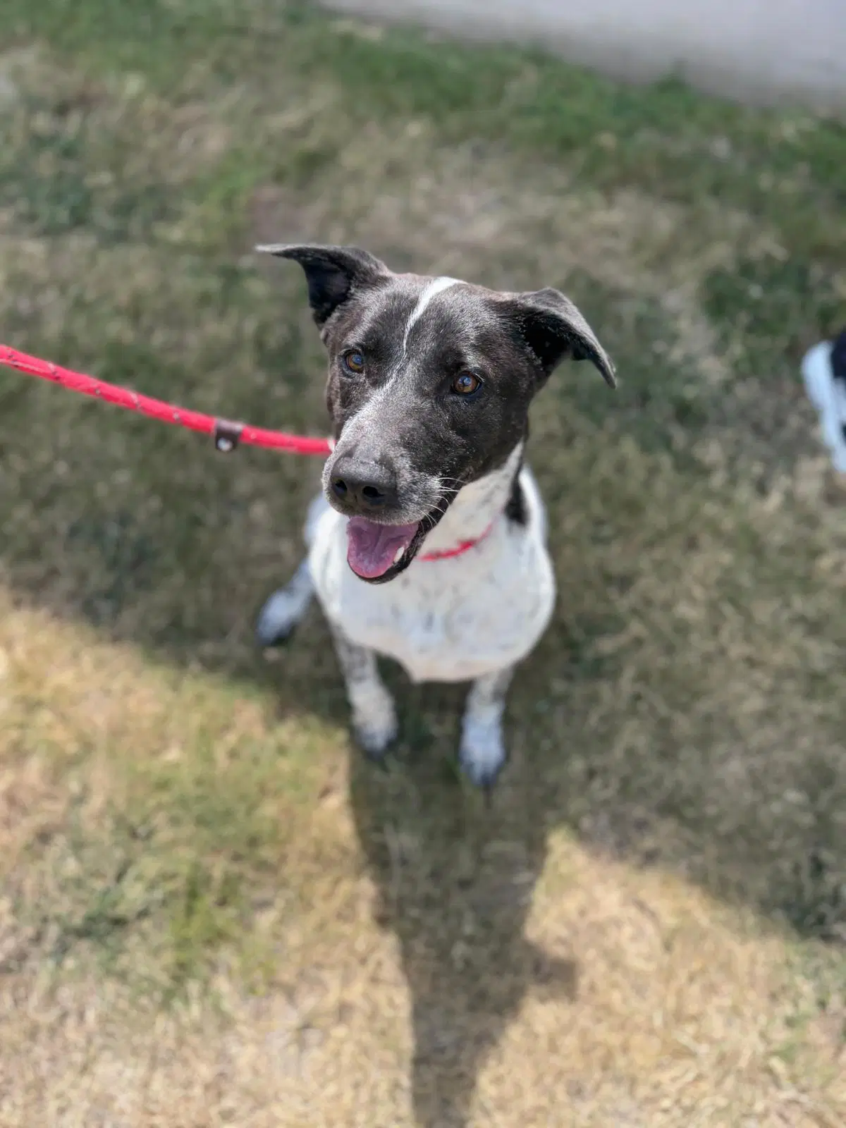 Crona - Labrador Retriever