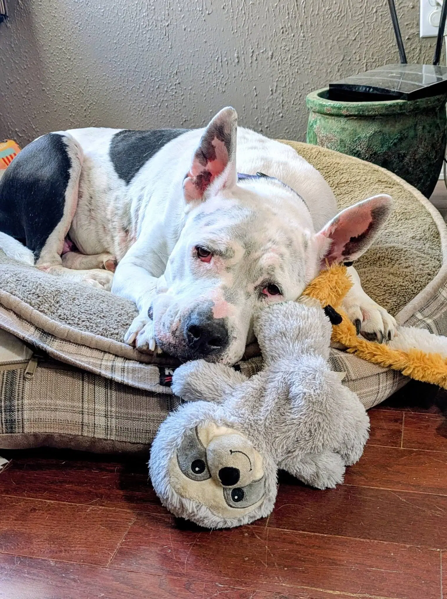 Golda - Pit Bull Terrier