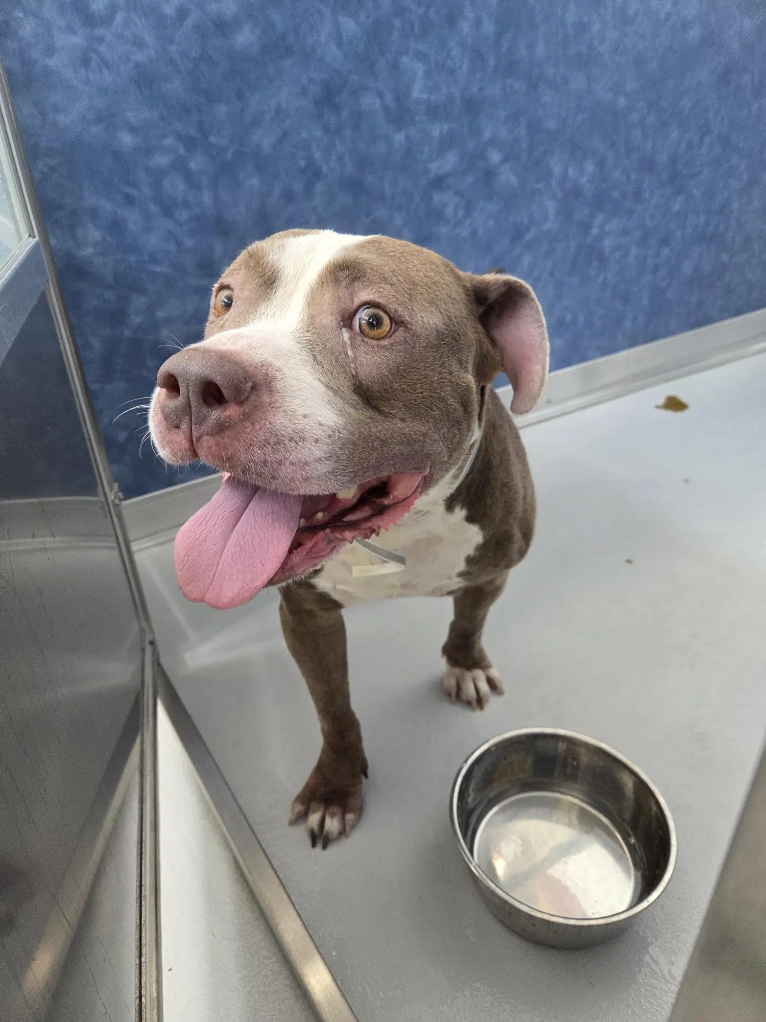 Warrio - Pit Bull Terrier
