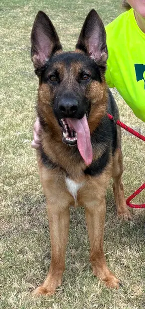 Pogo - German Shepherd Dog
