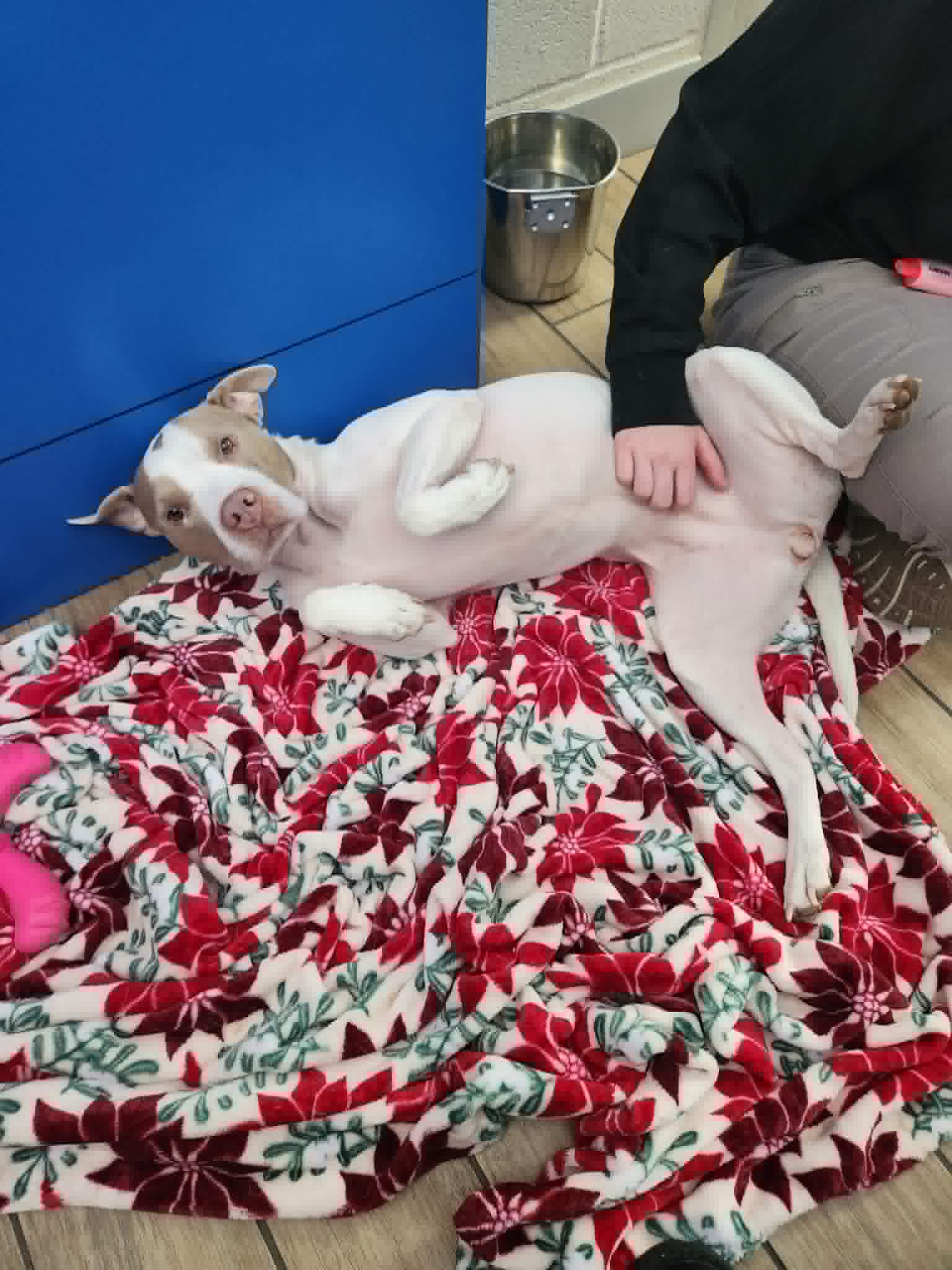 Molly image 2